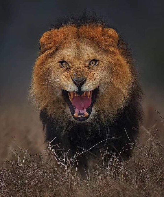 fasc1nate's tweet photo. Terrifying photo of a charging lion taken by Atif Saeed. https://t.co/xgV3FeE9aC