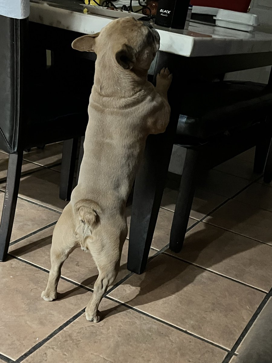 NoAssMcGee 🐶💙🌈🏳️🌈 tweet media