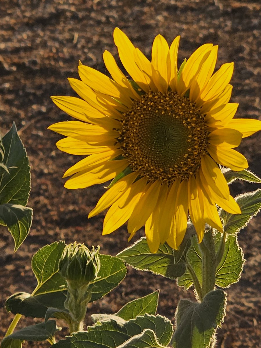 Girasoles en la Pampa del Tamarugal.