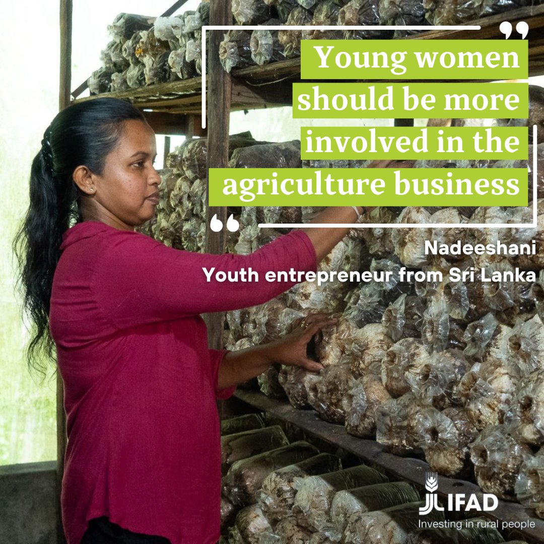 IFADAsia's tweet photo. After completing school, Nadeeshani from #SriLanka took over her family’s mushroom🍄 farm &amp; became a #rural entrepreneur, w/ the help of @IFAD’s funds.

Read why she encouraged young #women to participate in #agriculture: https://t.co/bHvrXMKqwH https://t.co/O44gNXyEbu