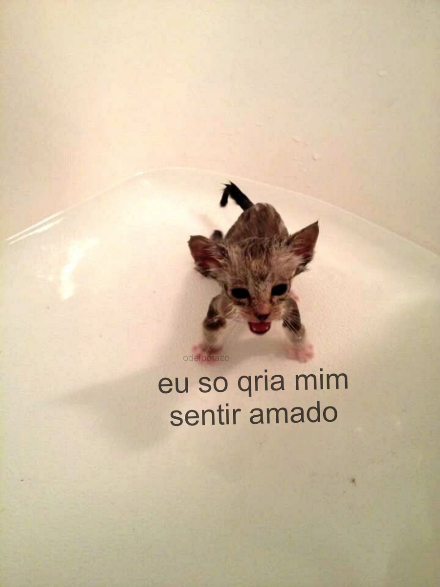 perfil dedicado a gatinhos e peitos (@odeiootaco) on Twitter photo 