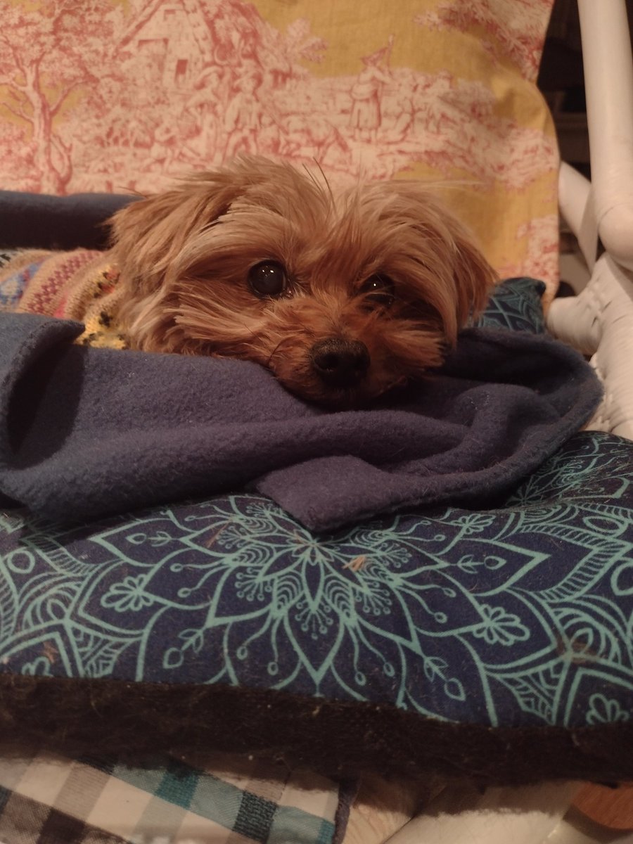 CLDBorn's tweet image. I&apos;ll be posting photos of Tayah everyday for the next month or so. That&apos;s about how long she has left. 😥The love I have for this little dog is immeasurable. The past 15 1/2 years have been made better by her presence in my life. ❤️