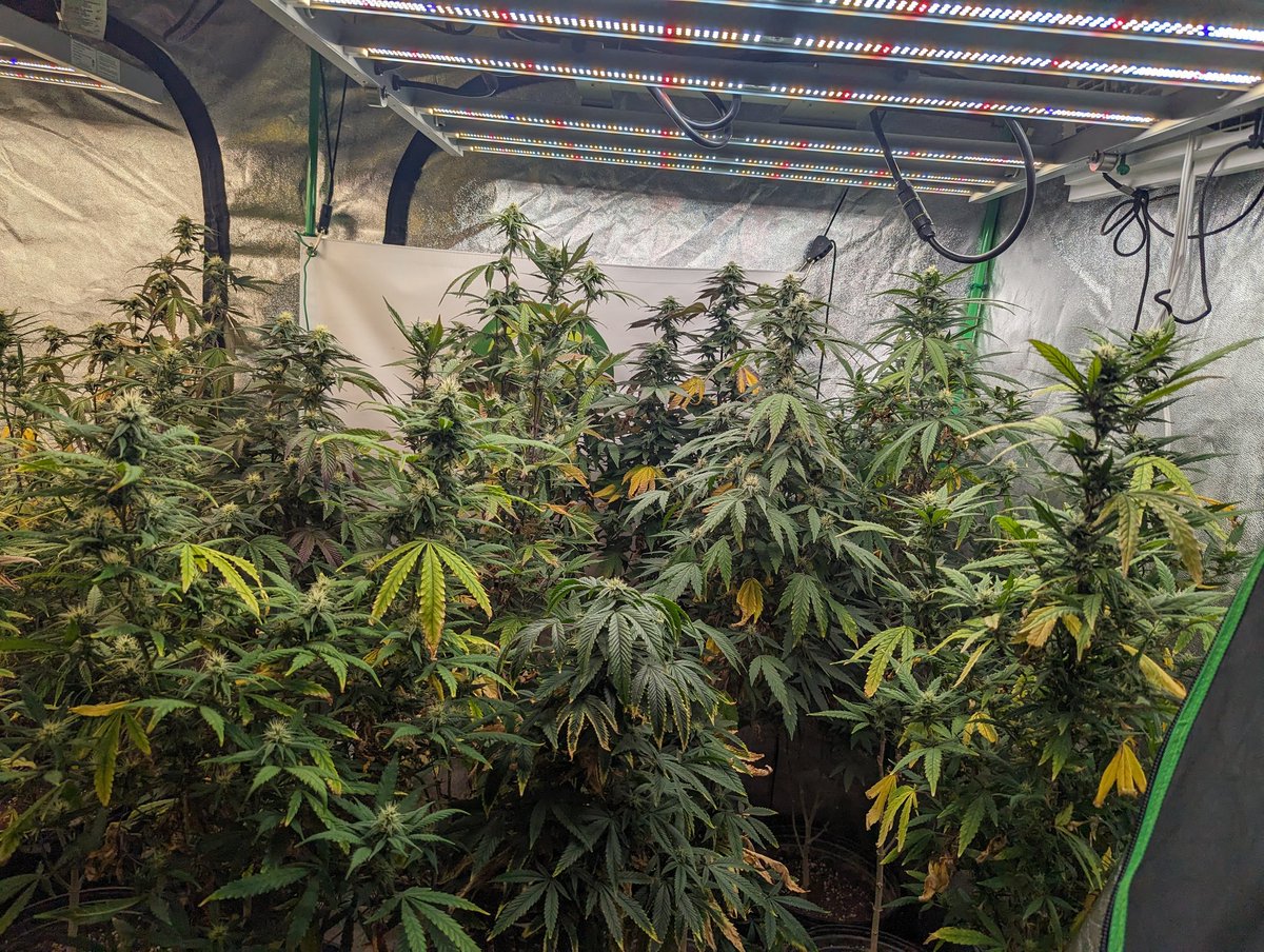 CanuckleBudZ's tweet photo. The 4x8 and 5x5 under flower for about 5-6 weeks...when you run a whack of different strains it's hard to get an even canopy...it's time for another top dressing.  Buds are nice and close to the light with no issues.
#MarsHydro #FC4800 #FC6500 https://t.co/sGSUCqsQC2