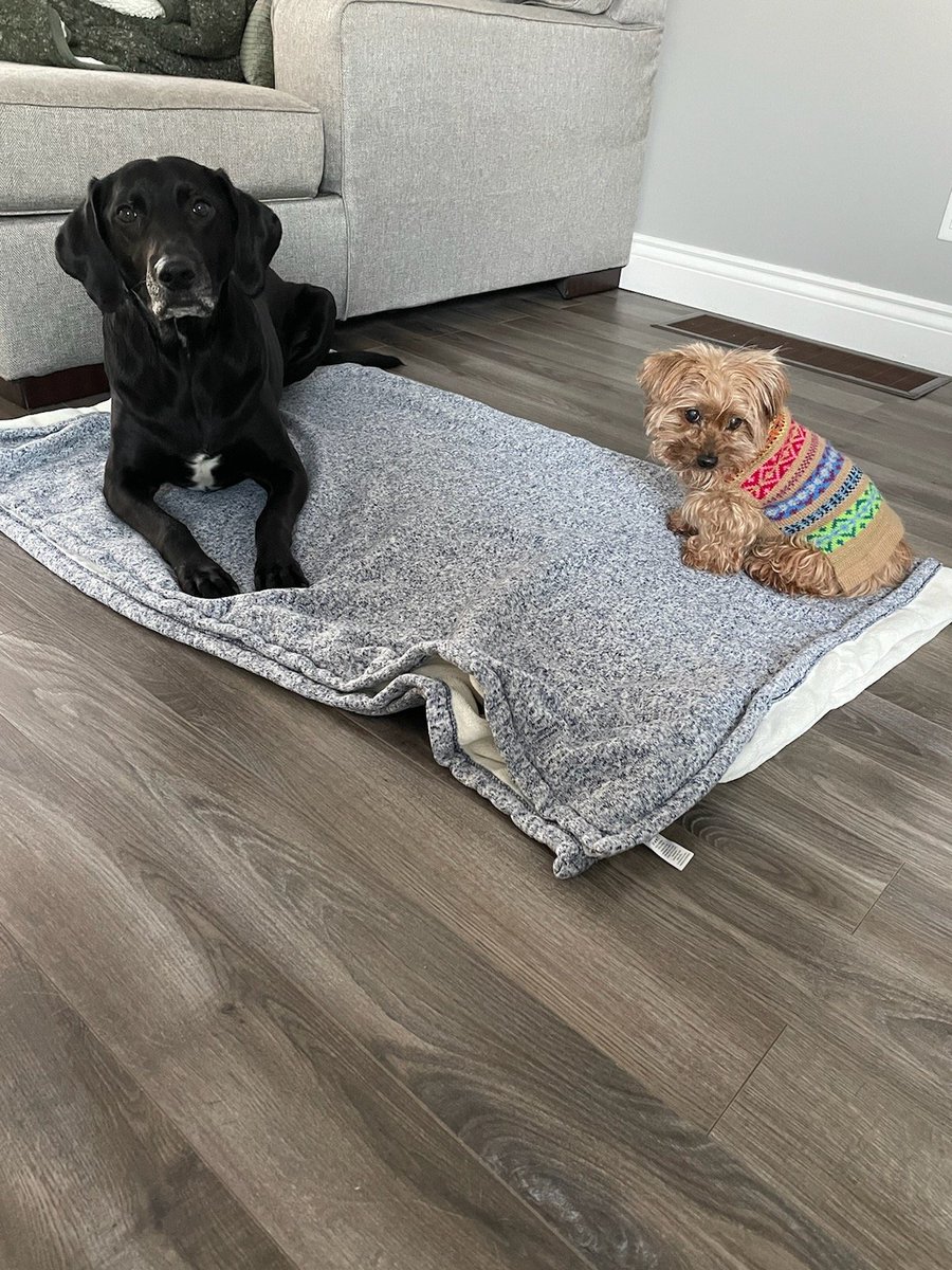 CLDBorn's tweet image. She looks like a puppy still. She had a little visit with my son and his fiancee&apos;s dog, Wrigley, while I was at work yesterday. She attempts to ignore him 😊 ❤️.