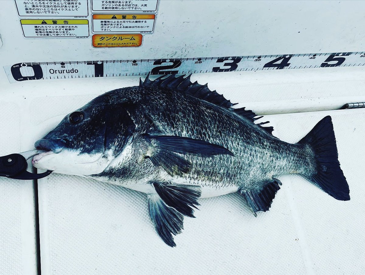 釣り好き 釣りが好き - Search / X