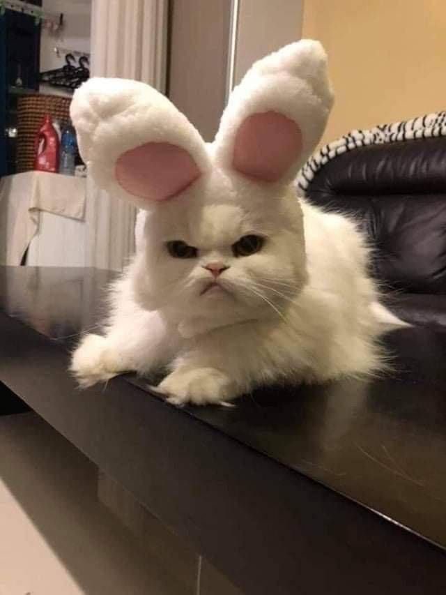 morireview's tweet image. 🐈🐈‍⬛ก็อยากเป็นแมวกระต่ายอะ❗️
พิกัด🤍shope.ee/20WFrHpm73
พิกัด🩵 s.lazada.co.th/s.Os0ei?cc