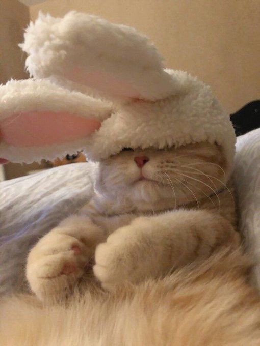 morireview's tweet image. 🐈🐈‍⬛ก็อยากเป็นแมวกระต่ายอะ❗️
พิกัด🤍shope.ee/20WFrHpm73
พิกัด🩵 s.lazada.co.th/s.Os0ei?cc