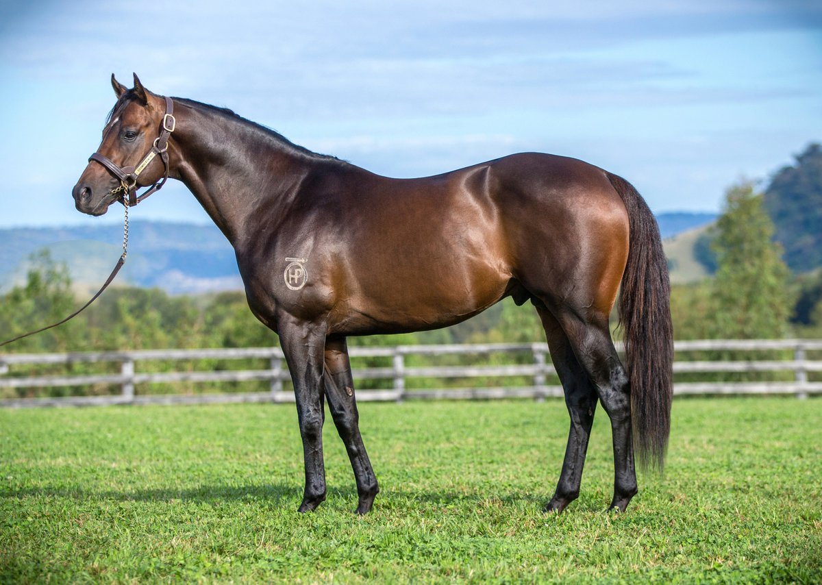 NewgateFarm's tweet photo. 🚨ANOTHER COSMIC FORCE☄️ 2YO WINNER🚨

THAT'S INTERESTING makes it look easy &amp; gives his sire a 3rd first crop 2YO winner💪

Purchased by his trainer Leigh Wanles from the draft of @AmbergateFarm @mmsnippets👏👏

Congratulations breeder @G1G_Racing &amp; all winning connections👏 https://t.co/q8czttewWW