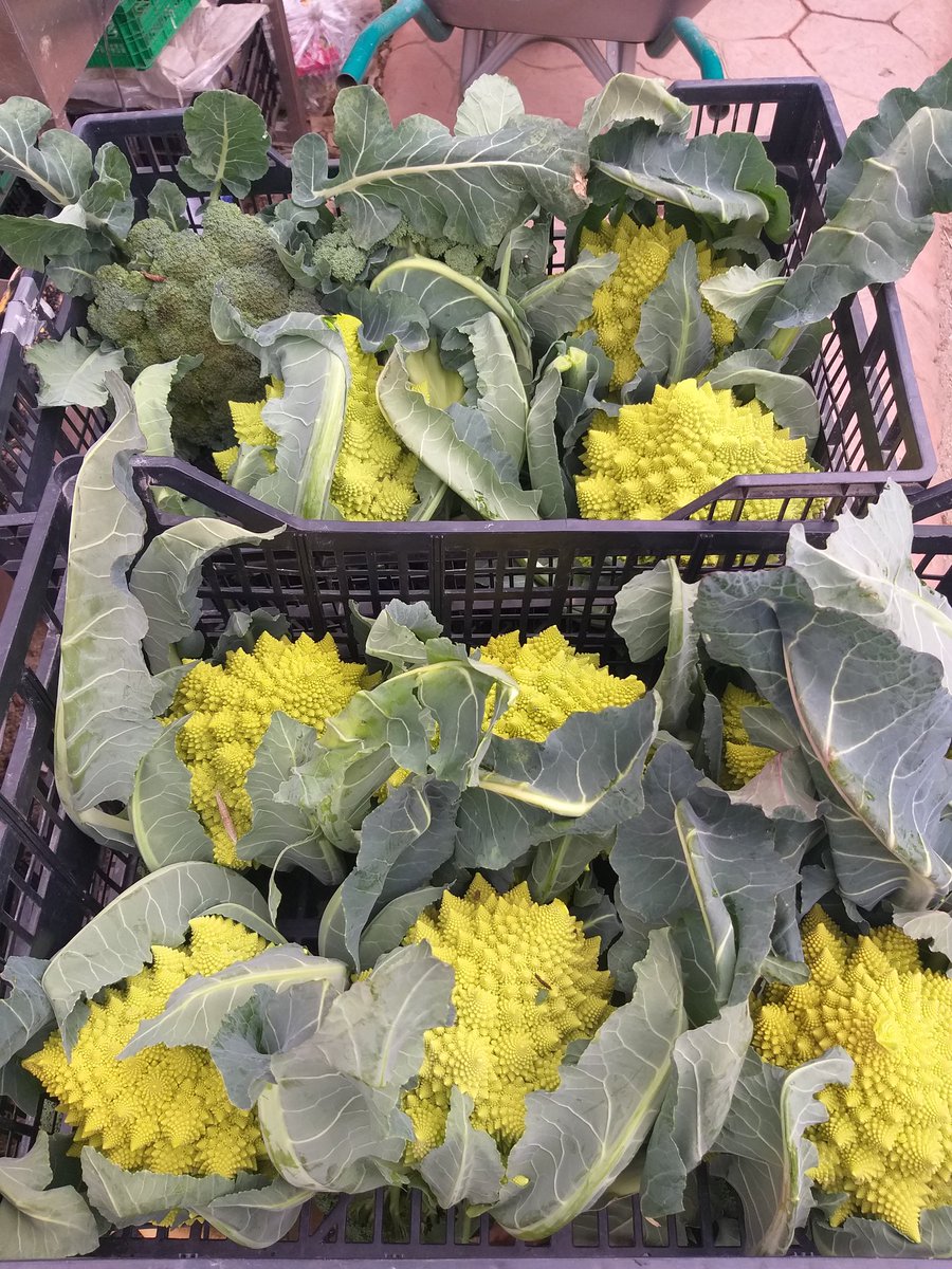 Vamos con las coles de vuelta a los coles