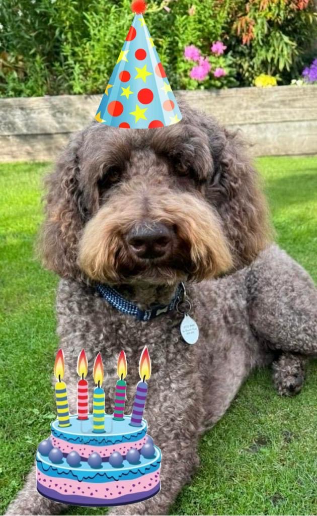 StuartShearing1's tweet photo. Happy 7th birthday to the other great love of my life ! #murphydog #ffc #coyw …..always looking happy , just like his owner ! 😉 https://t.co/jJiiM3MxkR