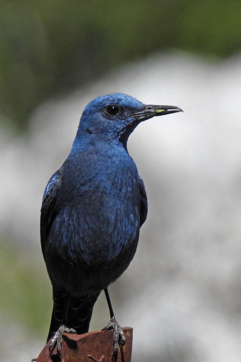 Field Meeting on 20th January and Blue Rock Thrush is on the agenda as we traverse the Llanos de Libar track. Members can join us by signing up here: andaluciabirdsociety.org/events/field-m…