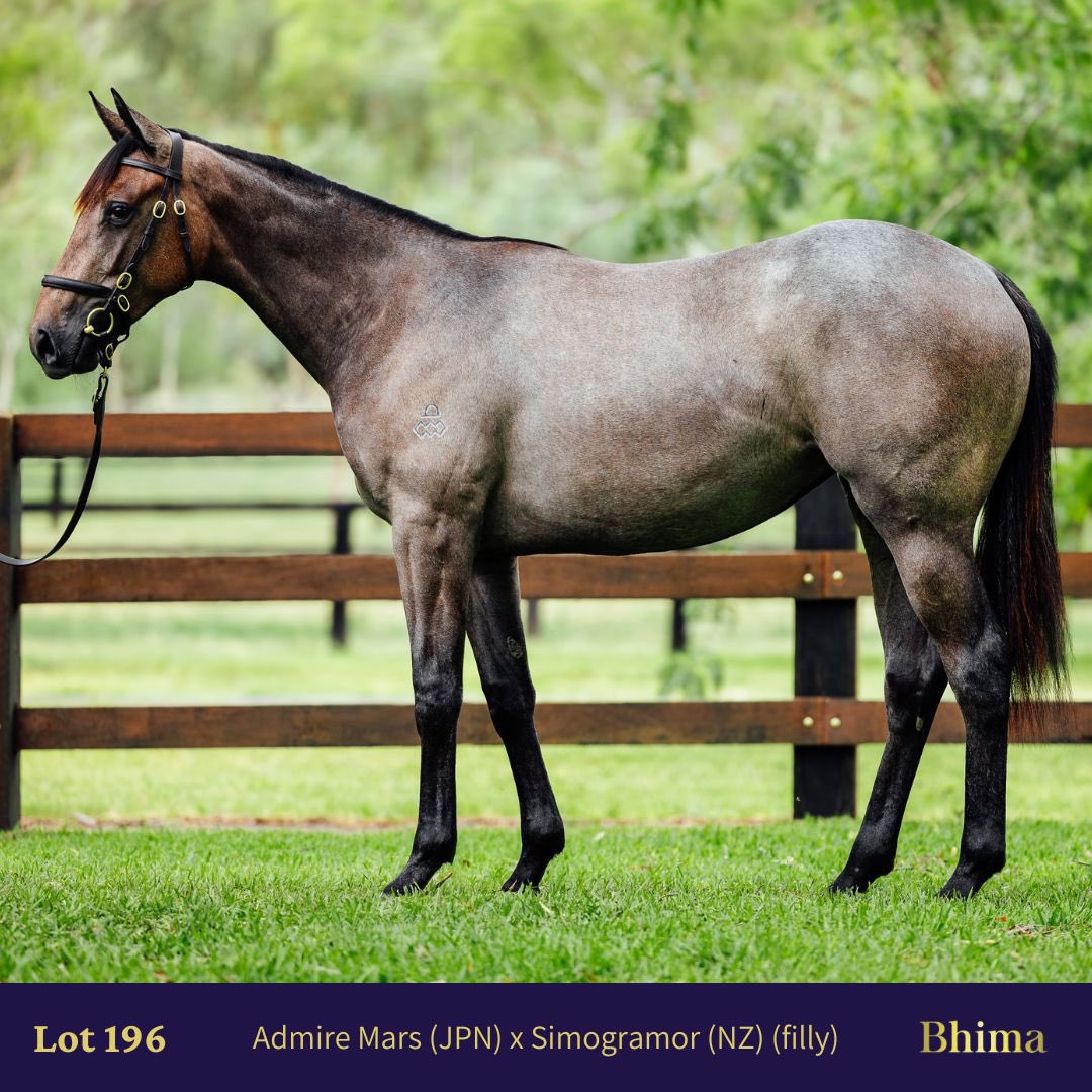 Bhima Thoroughbreds tweet media