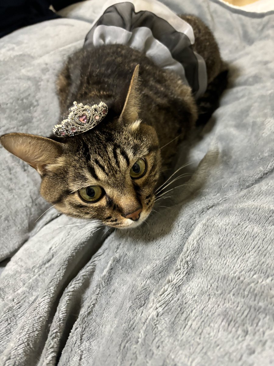cat_Twins2's tweet photo. とんぼVer.

あまりに可愛い やっぱり女の子かもしれないくらい可愛い https://t.co/8cpiufQtOm