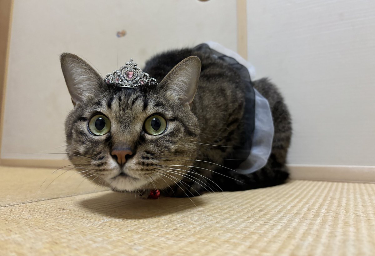 cat_Twins2's tweet photo. とんぼVer.

あまりに可愛い やっぱり女の子かもしれないくらい可愛い https://t.co/8cpiufQtOm