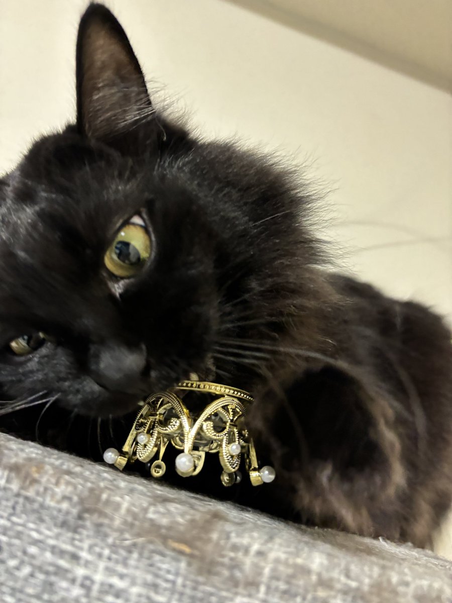 cat_Twins2's tweet photo. Seriaのペット用ティアラとクラウンあまりにも可愛すぎて買っちゃった...👑👸🏻
スカートも買ったんだけどウエストの関係上服みたいになりました🙃🙃🙃
じじVer.🐈‍⬛ https://t.co/KNC2TjVpy2