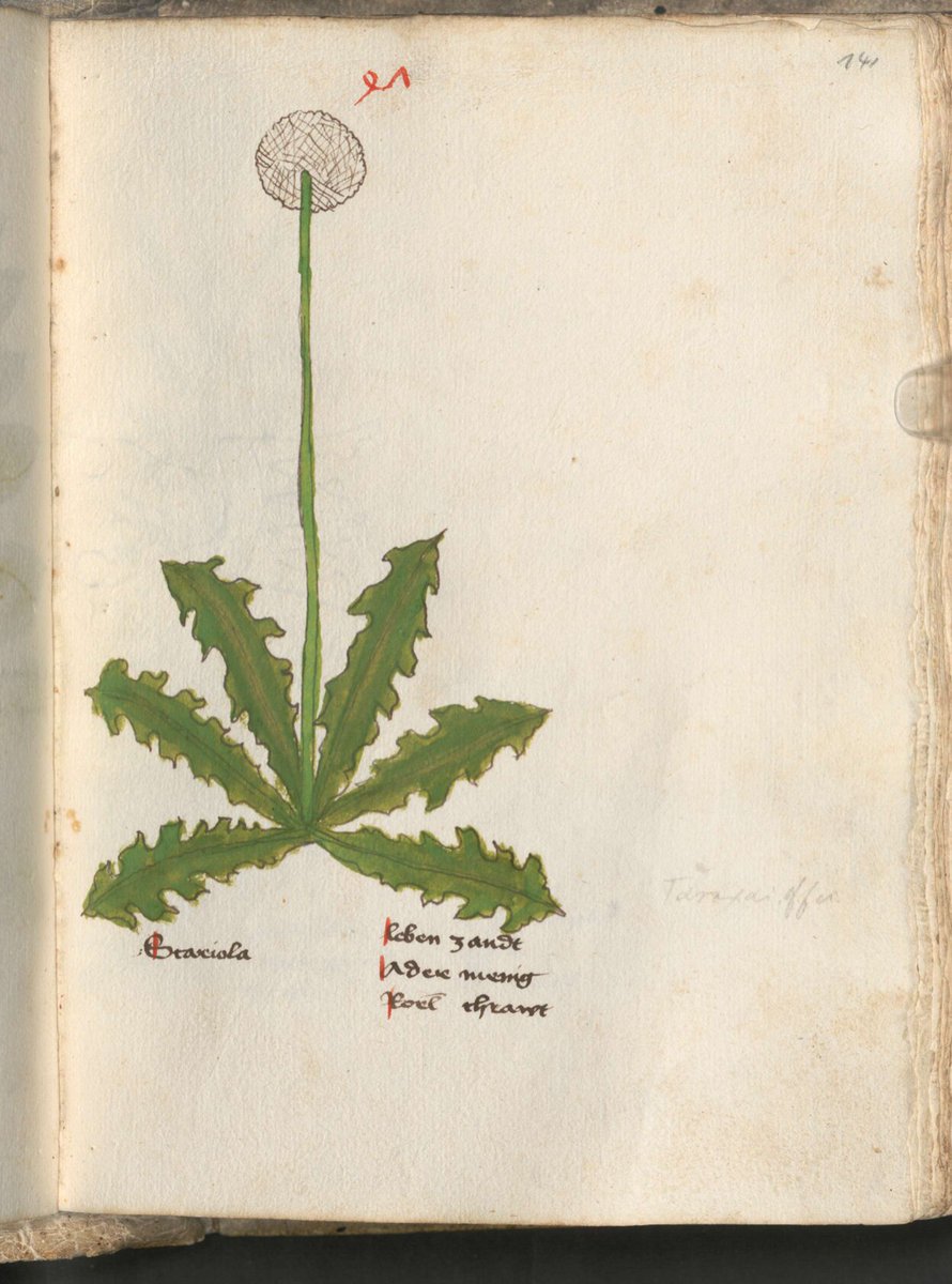Das heutige #HSC_Bildraetsel beinhaltet eine Pusteblume, bekannt auch als Löwenzahn (leben zandt). Sie stammt aus dem Herbarium von Veit Auslasser. Wer kann uns sagen, in welcher medizinischen Handschrift sein Herbar überliefert ist?