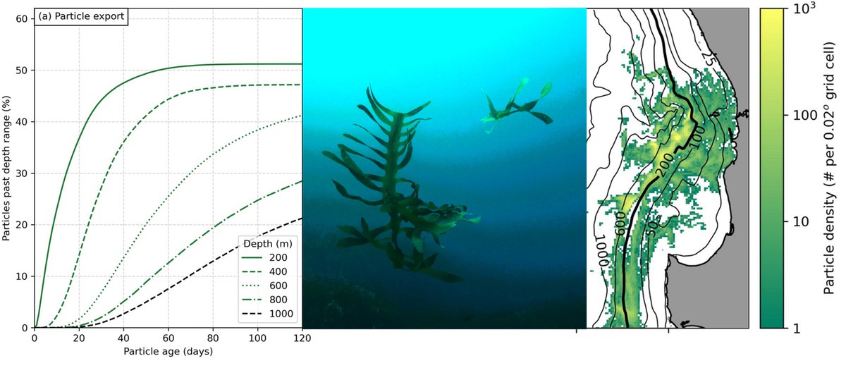 Underwater rivers export up to 50% of #kelp #carbon from shallow reefs to deep ocean, with potential for #sequestration. Our new paper shows dense shelf water transport is a major mechanism for kelp export off Australia's #GreatSouthernReef and elsewhere! doi.org/10.1038/s41598…