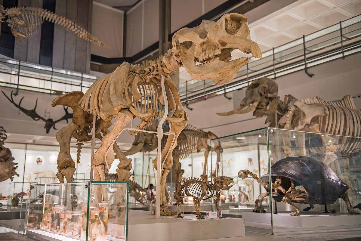 FREE expert guided Museum tour - this Fri 12 Jan. Why do we have a fin whale skeleton? 🐳See the beetles Darwin collected when he was a student at Cambridge🪲Discover more fascinating stories behind our collection. Book ahead. ow.ly/krUT50QoLin