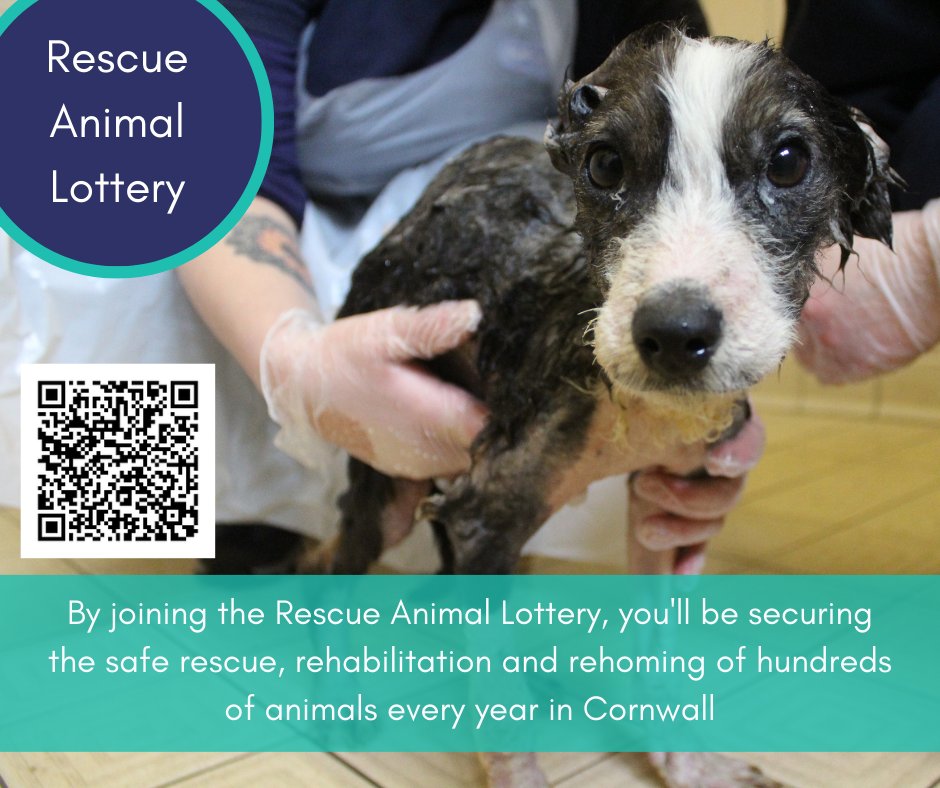 The Rescue Animal Lottery is funding our vital animal welfare work in Cornwall, and the more people that take part, the more animals we can help 💙 #rescueanimallottery Sign up here: form.jotform.com/221994356332359
