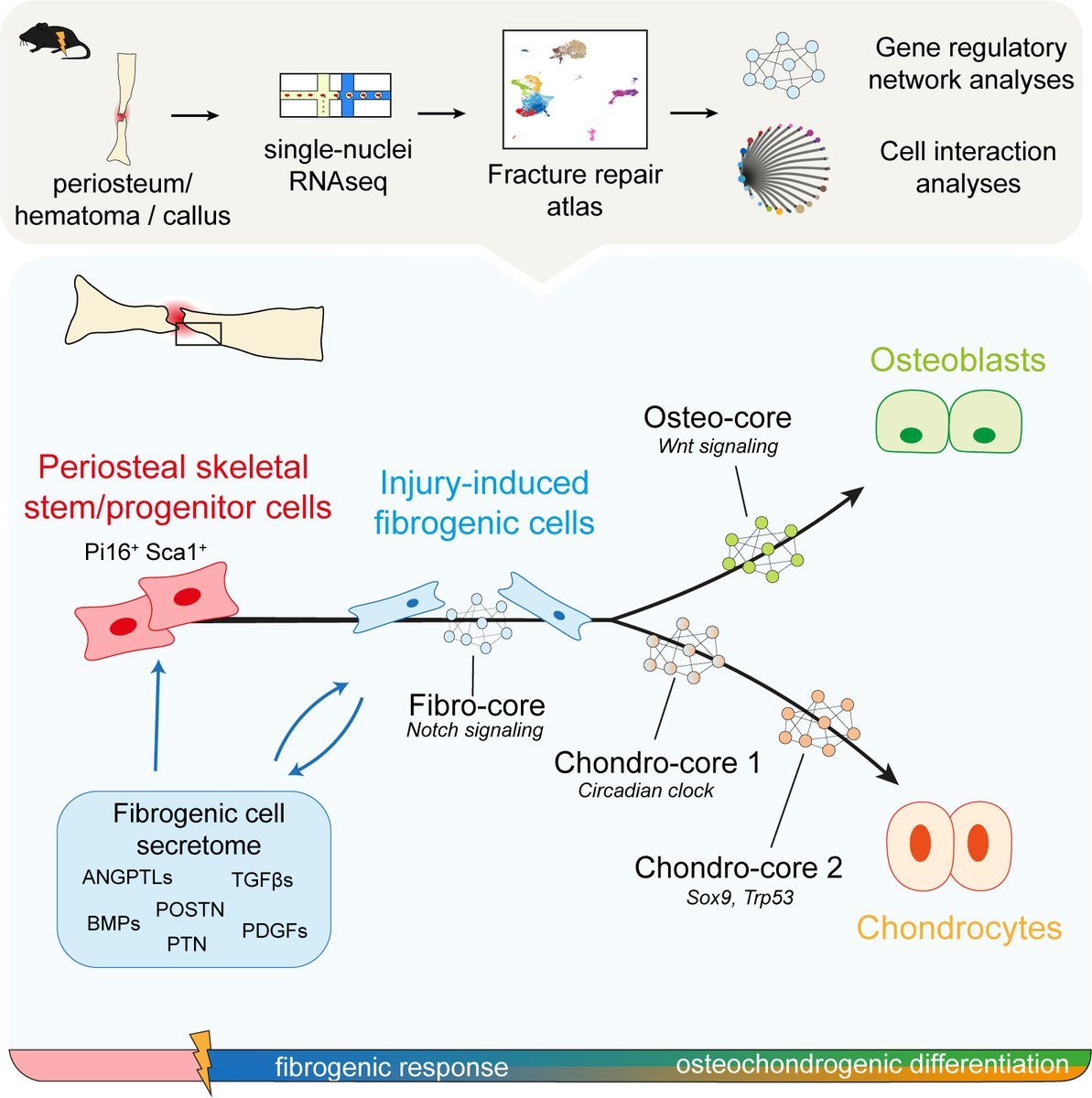 Simon Perrin (@simonperrin15) on Twitter photo Very excited to start 2024 by sharing our new study from <a href="/colnotlab/">ColnotLab</a> just out in <a href="/Elife/">eLife - the journal</a>
In this study, we created a cell atlas of the periosteum and the fracture environment from 🐁 to unravel the differentiation trajectories of skeletal stem/progenitor cells during bone repair👇 Very excited to start 2024 by sharing our new study from <a href="/colnotlab/">ColnotLab</a> just out in <a href="/Elife/">eLife - the journal</a>
In this study, we created a cell atlas of the periosteum and the fracture environment from 🐁 to unravel the differentiation trajectories of skeletal stem/progenitor cells during bone repair👇