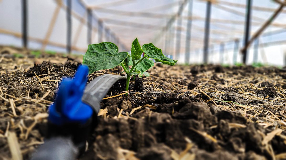 Farmers Ask? How do i maintain my Drip Irrigation System efficiency. Lets look at some of the critical units you need to check regularly.