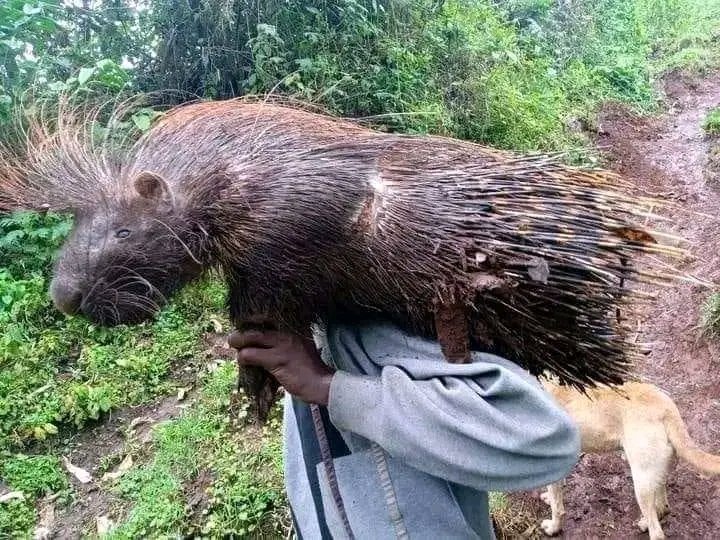 un aborted sperm tweet media