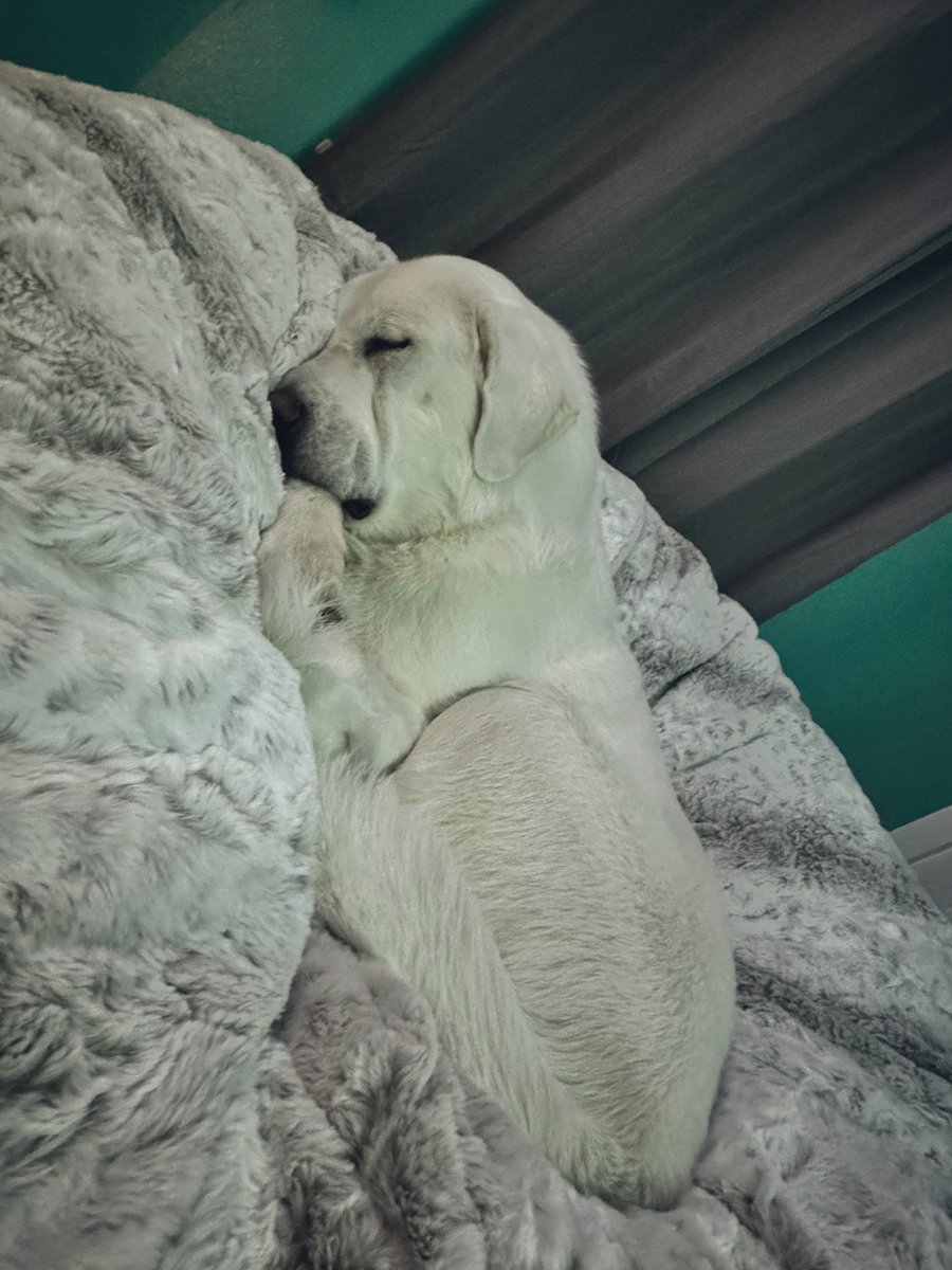 Just some fun pics of my baby yeti