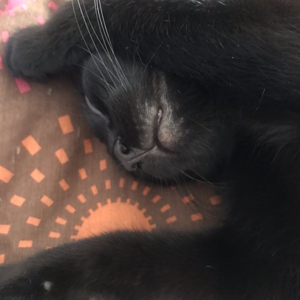 AlisonPetretti's tweet photo. My new baby daisy she's the most cutest kitten ever https://t.co/NrPr1ZJdWV