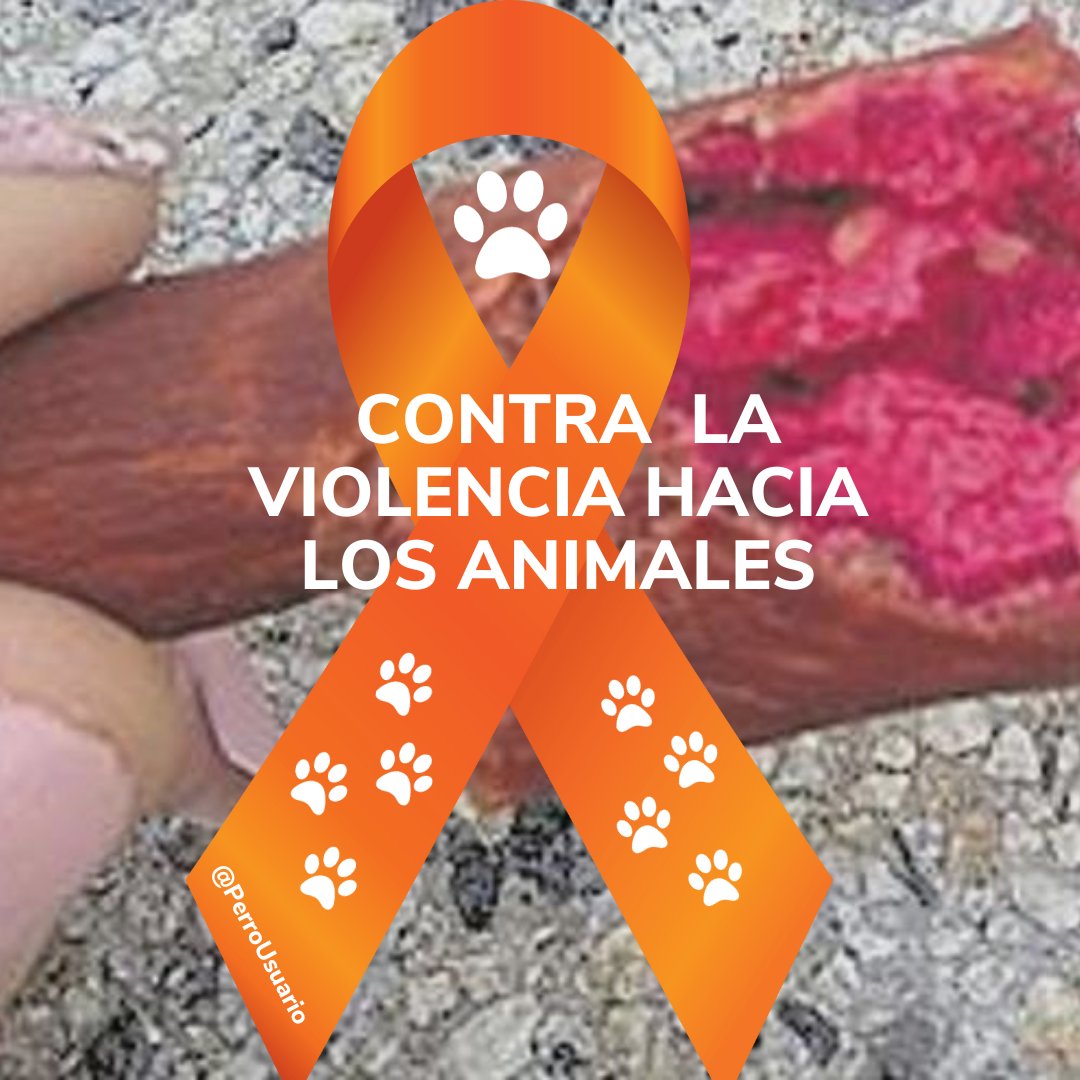 Antes de poner veneno para matar a un animal hambriento de la calle, piensa que ellos son el resultado de nuestra inconsciencia e indolencia con su realidad. No estás obligado a que te gusten los animales, pero no tienes derecho a quitarles la vida