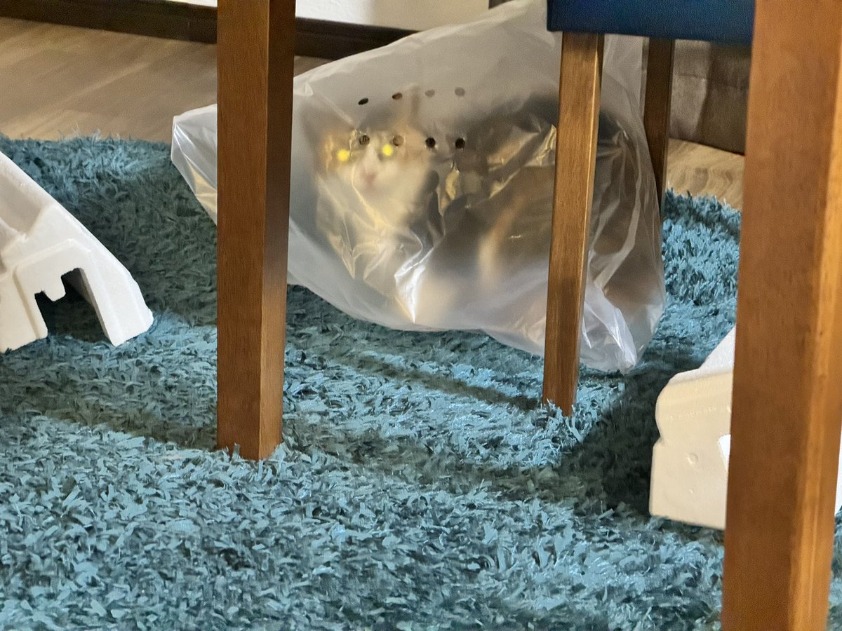 👁️👁️

#猫のいる暮らし