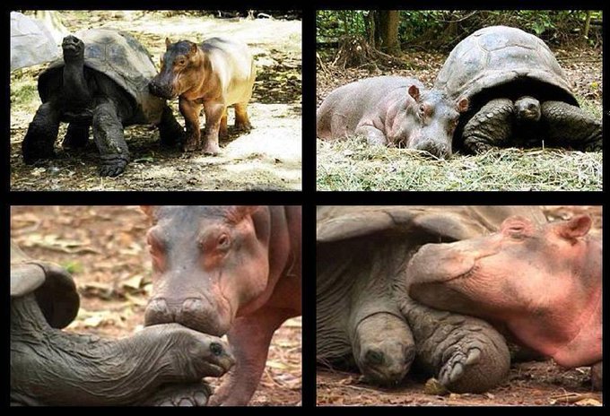 fasc1nate's tweet image. Rangers discovered a one-year-old hippo, whom they have named Owen, alone and dehydrated near Kenya's Indian Ocean coast after he became separated from his herd in 2004.

They took him to a wildlife sanctuary in Mombasa, where he soon found a male tortoise with the same dark grey…