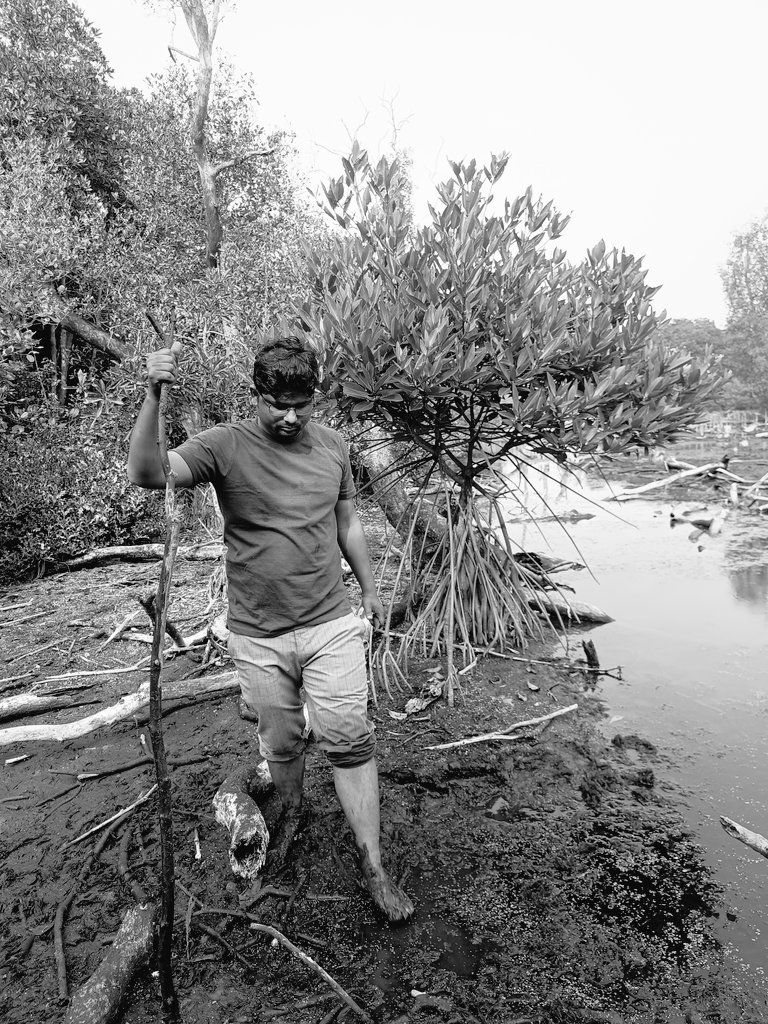 itsBiswajeet's tweet image. Explore the wonders of #Mangroves!
 Mangroves are vital coastal ecosystems that protect our shores, provide habitat for diverse wildlife, and help combat climate change.
#ExploreMangrovesForest
#ExploreIndia
#incredible_coastal_forests!
 🌊
@DharmapadBadoi