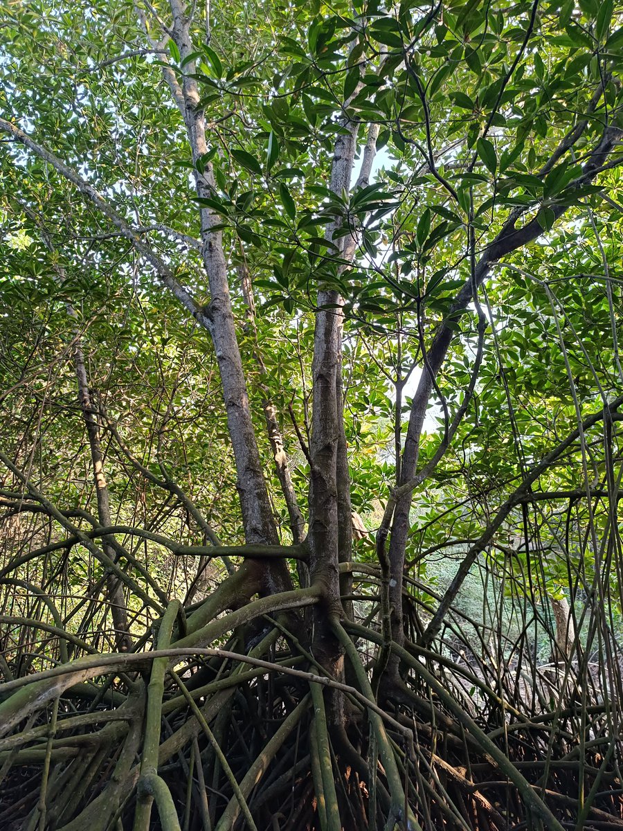 itsBiswajeet's tweet image. Explore the wonders of #Mangroves!
 Mangroves are vital coastal ecosystems that protect our shores, provide habitat for diverse wildlife, and help combat climate change.
#ExploreMangrovesForest
#ExploreIndia
#incredible_coastal_forests!
 🌊
@DharmapadBadoi