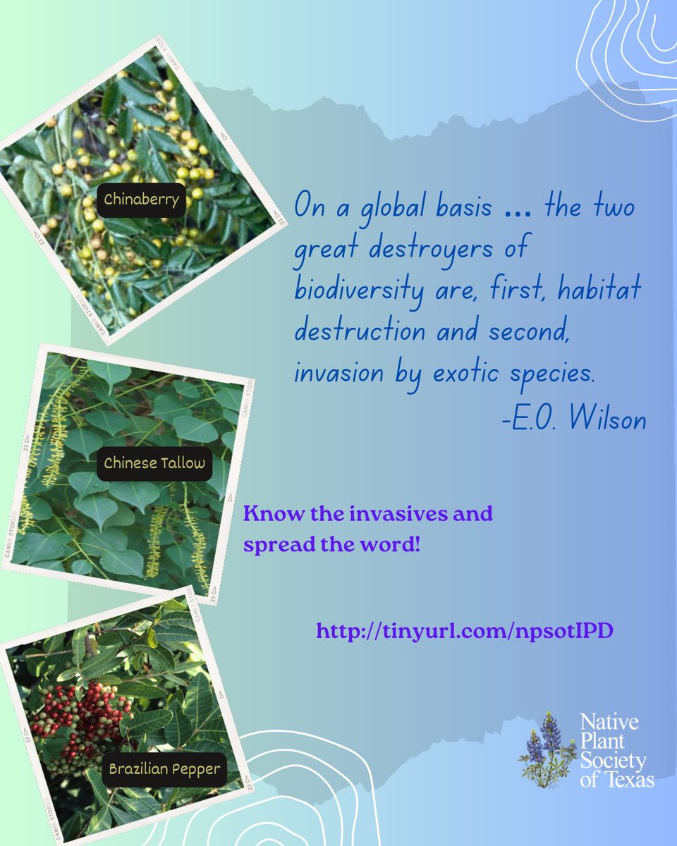 Native Plant Society of Texas tweet media