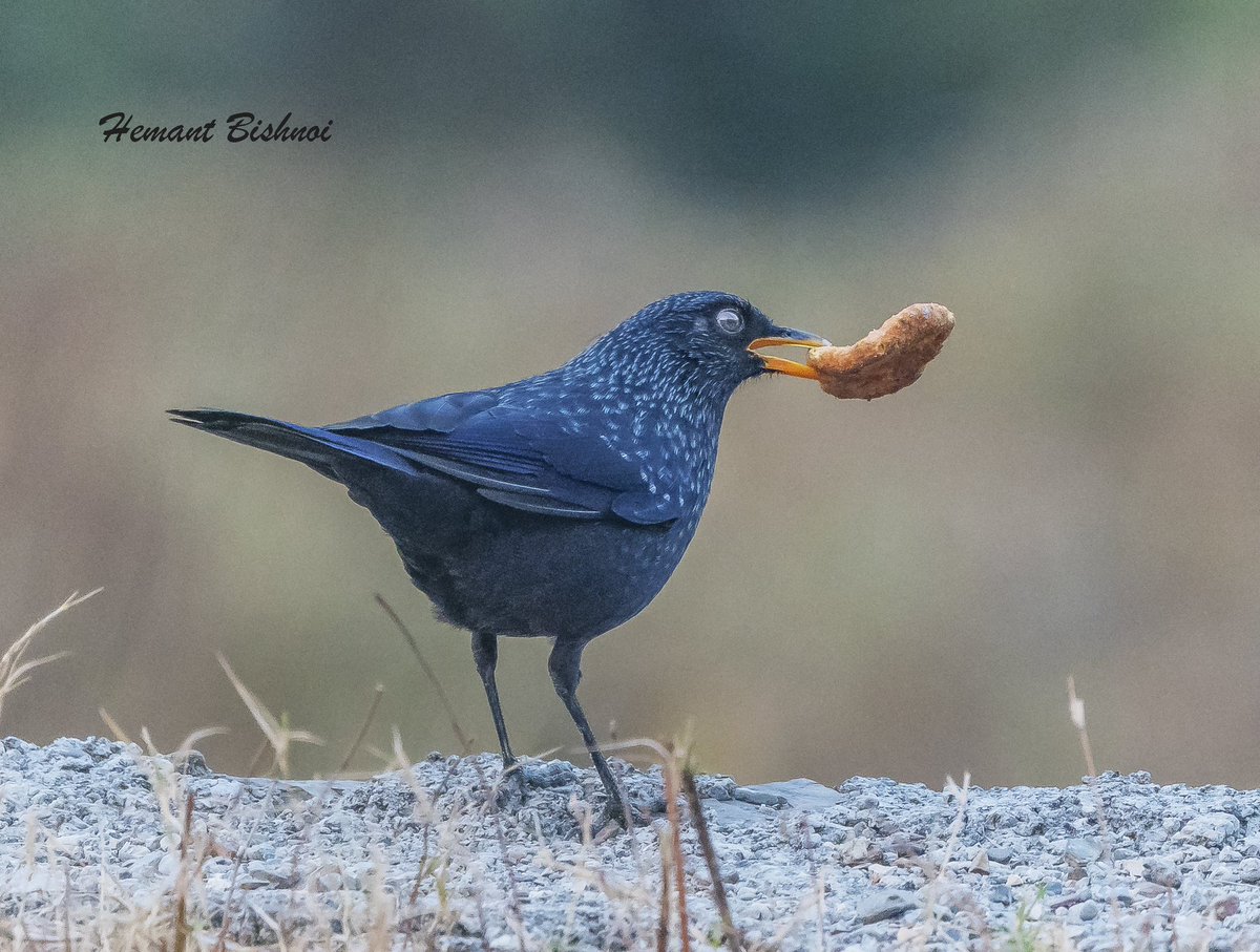 Blue whistling thrush #birding #birdphotography #BirdsSeenIn2024 #birds #natgeo #bbcearth #nikonphotography #Nikon #strabopixelclub #wildlife #TwitterNatureCommunity #BBCWildlifePOTD #camera #NatureBeauty #NaturePhotography #TwitterNatureCommunity #NatureLovers #IndiAves