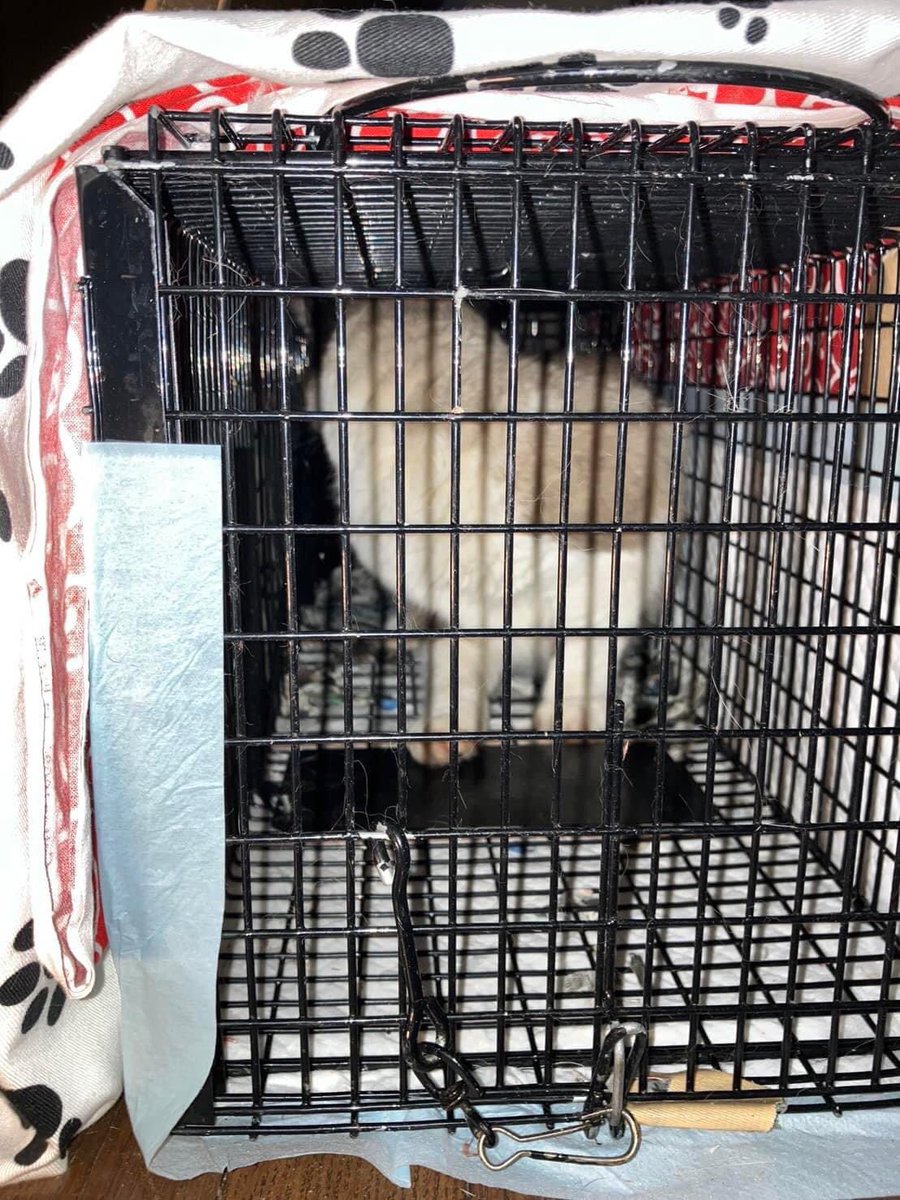 ____Usa's tweet photo. 輪島市河井町で、3匹保護しています。
飼い猫の可能性があります。
ご連絡ください！
090-6506-3008うさ
①

#迷子猫
#迷い猫
#輪島市
#河井町
#輪島市河井町 https://t.co/BsAwDYRaNK