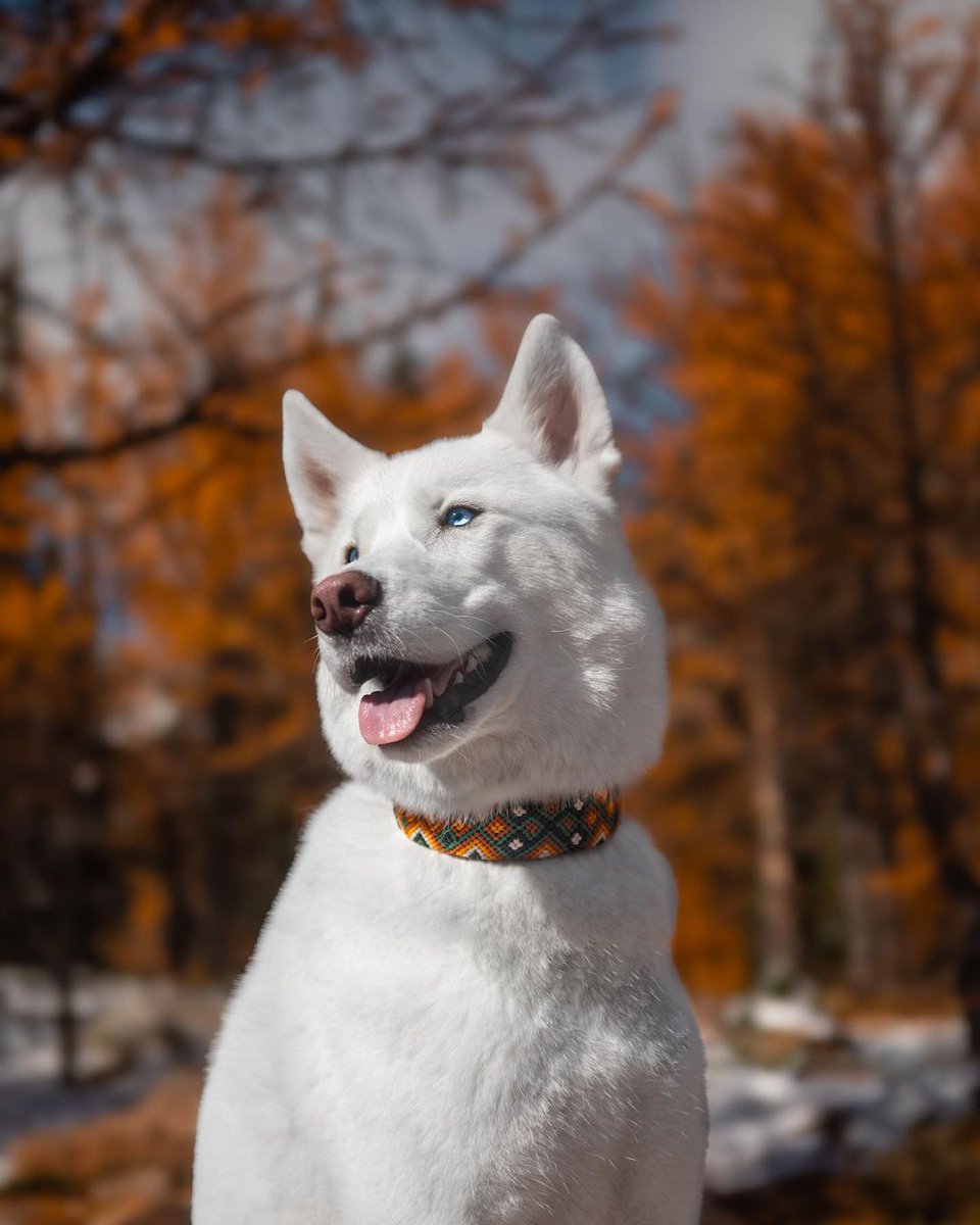 Canada’s Most beautiful Husky
❤️❤️❤️