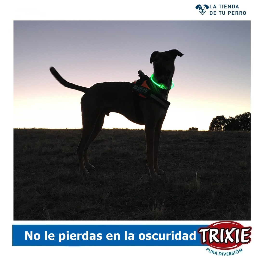 Nuestroperro's tweet photo. ¿Te preocupa la seguridad de tu perro durante los paseos nocturnos?
¡No te preocupes más! Con los collares luminosos de Trixie, podrás caminar con tu amigo peludo con total tranquilidad.

https://t.co/CkjxML5eGv... https://t.co/CR663BprAi