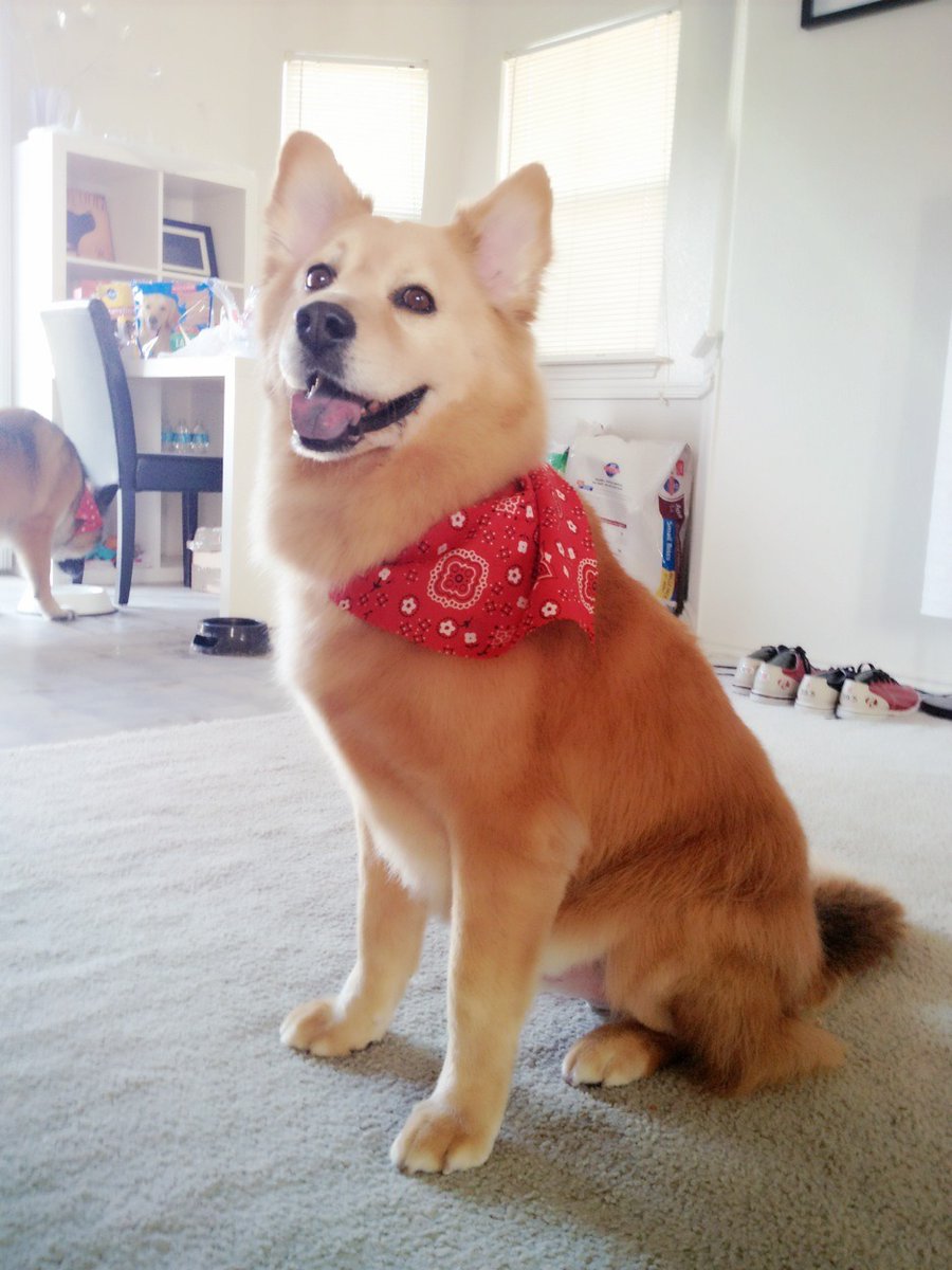 whyaredogscute's tweet photo. Just tried on my new bandana and I'm feeling fabulous! 🐕✨ Can I get a 'woof woof' for fashion-forward pups? 😄 #dog #funny #cute #cutedog #doglife #bandanastyle #dogfashion https://t.co/jrCSMg4Mv3