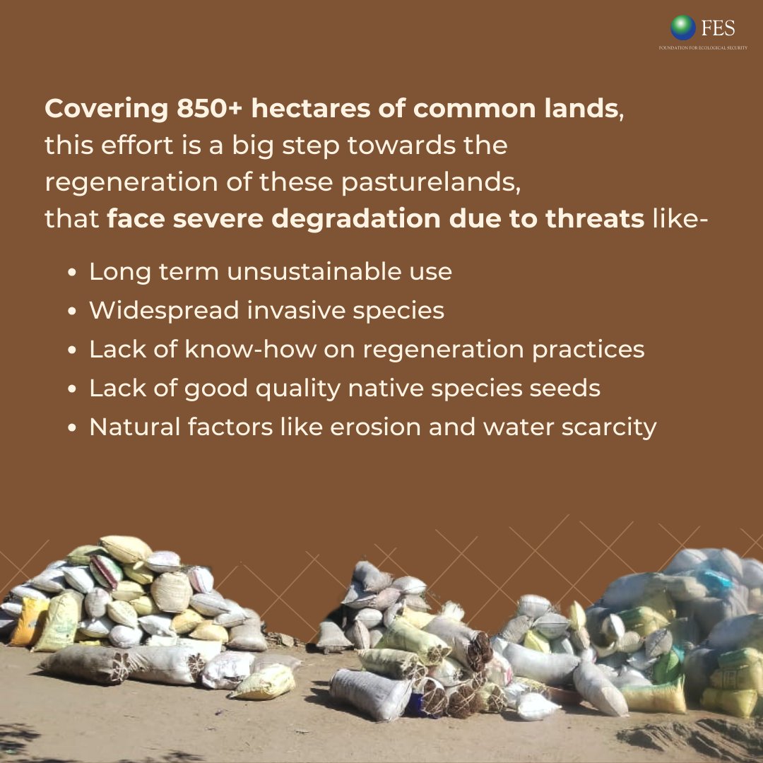 fesforcommons's tweet image. Here is how community members in Rajasthan collectively gathered over 8,500+ kgs of seeds to restore their grasslands! #PromiseOfCommons #Grasslands #NativeFlora #SeedCollection