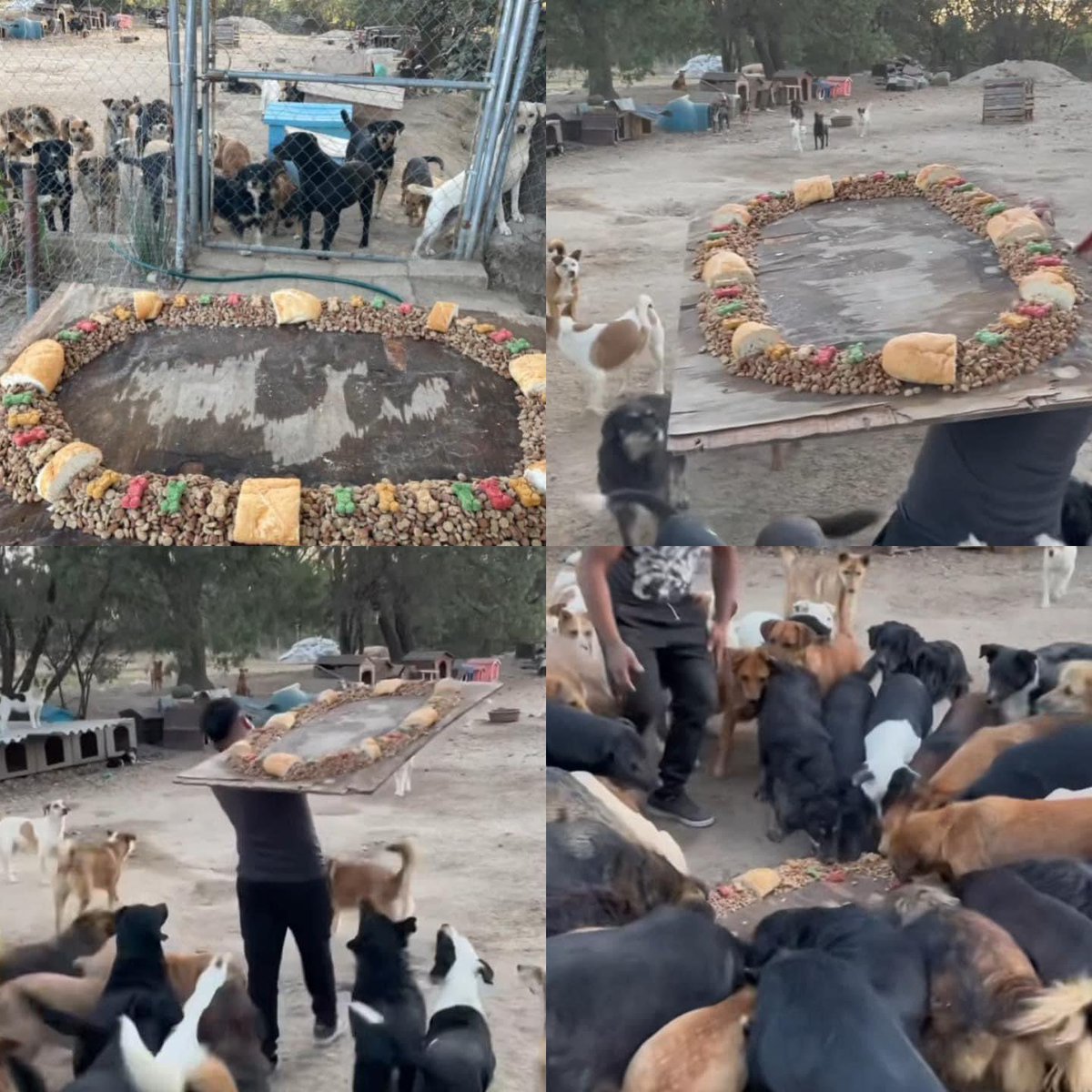 Una organización de la sociedad civil que se encarga de rescatar perritos callejeros en Tlaxcala, hizo una rosca de croquetas para los perritos con motivo del #DiaDeReyes, el pasado 6 de enero.