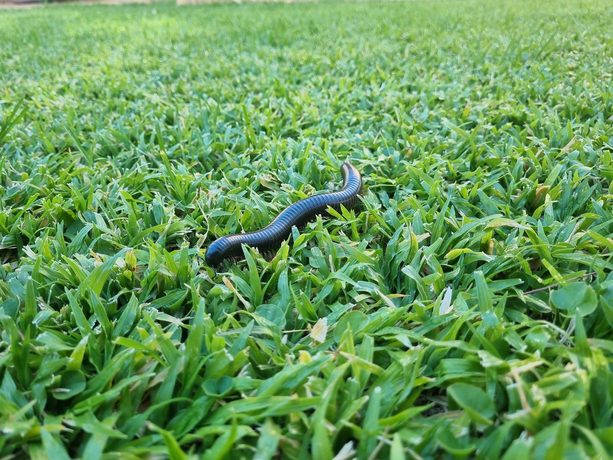 Surethaplaas's tweet image. Vandag begroet n reënwurm my op die Gras.....dankie vir die reën🙏👏💗 #duisendpoot #plaas #genade #water #geelkoppan #farm #grass