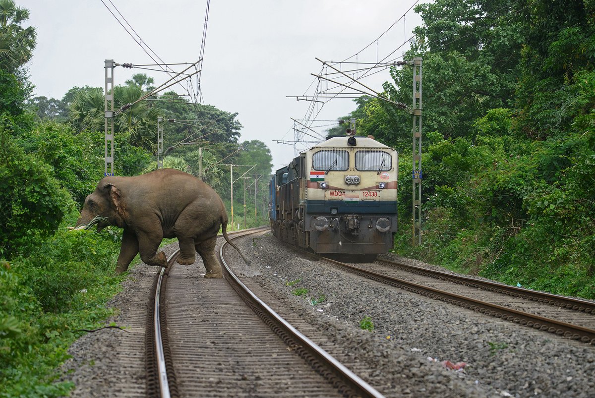 NatureIn_Focus's tweet image. #FromTheArchives  

We bring you a #photofeature that documents the impacts of linear intrusion projects across regions and species.   

📷 Aneesh Sankarankutty — In #Palakkad, #elephants make frequent trips to nearby fields, placing them in danger.

natureinfocus.in/environment/sp…