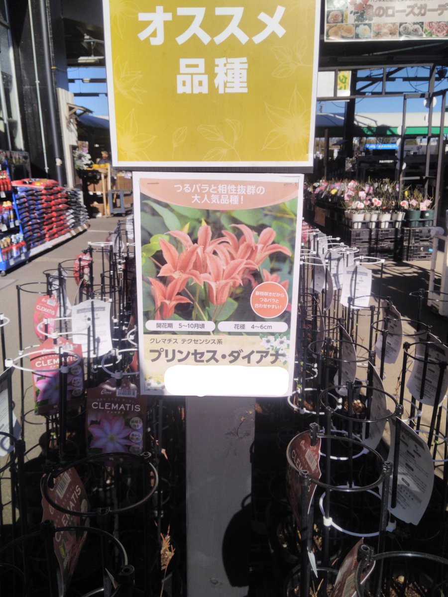 ガーデンセンター宇都宮店】 お庭を素敵に彩る ＃クレマチス が入荷