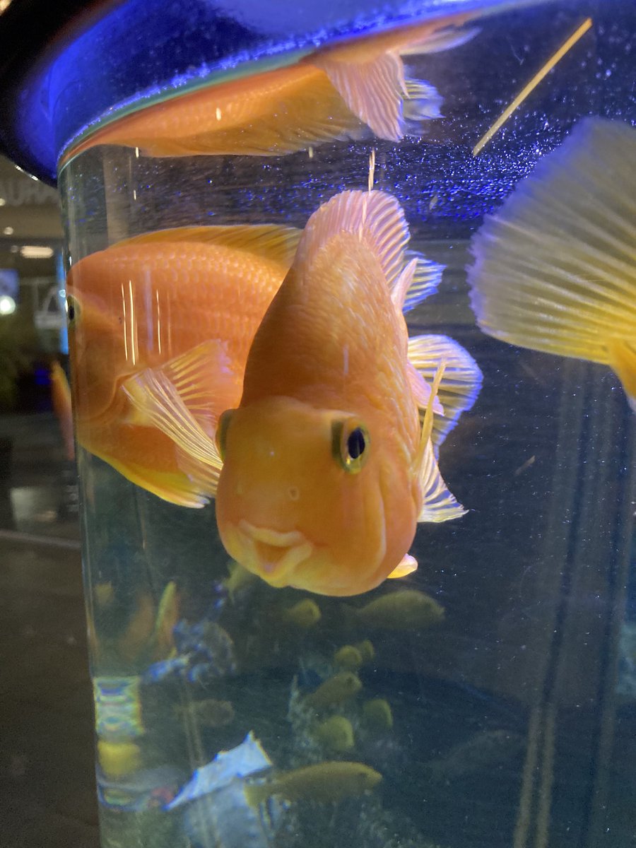 Isalun08's tweet photo. this fish is my spirit animal https://t.co/Ff6F78Wjfw
