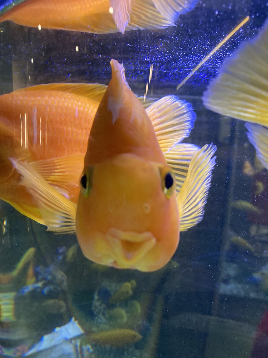 Isalun08's tweet photo. this fish is my spirit animal https://t.co/Ff6F78Wjfw