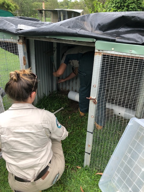 QldEnvironment's tweet image. Chick this out – DESI Wildlife Officers have removed a one metre crocodile from a chicken coop at a home north of Mackay🐔🐊 
Fortunately, all chickens and pets living on the property have been accounted for.
Read more here: bit.ly/48pOZz7
