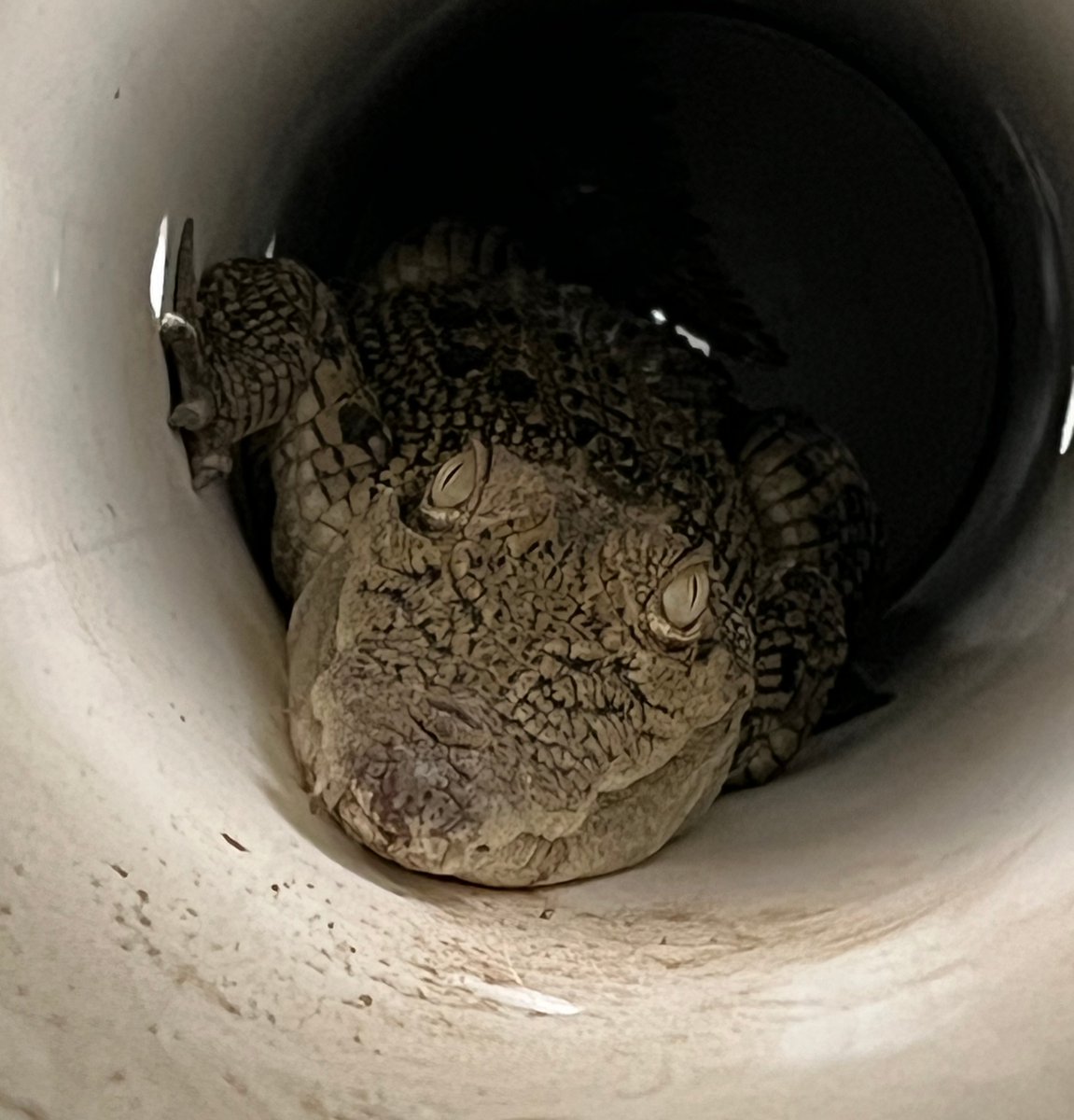 QldEnvironment's tweet image. Chick this out – DESI Wildlife Officers have removed a one metre crocodile from a chicken coop at a home north of Mackay🐔🐊 
Fortunately, all chickens and pets living on the property have been accounted for.
Read more here: bit.ly/48pOZz7