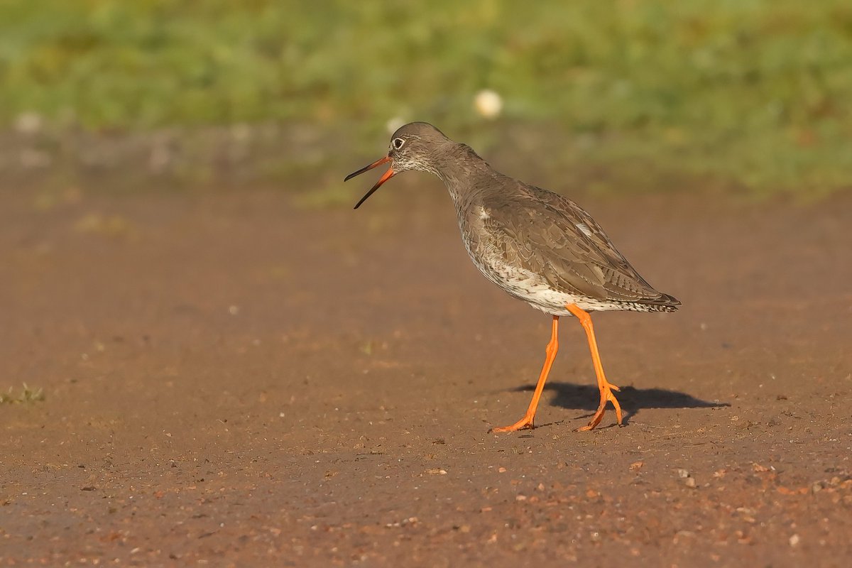 Redshank Angry Bird #pembreyharbour