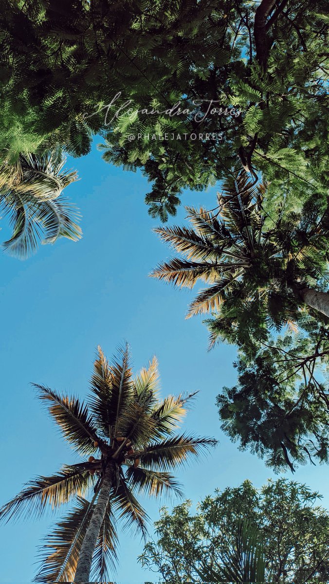Peace 🌴🥥